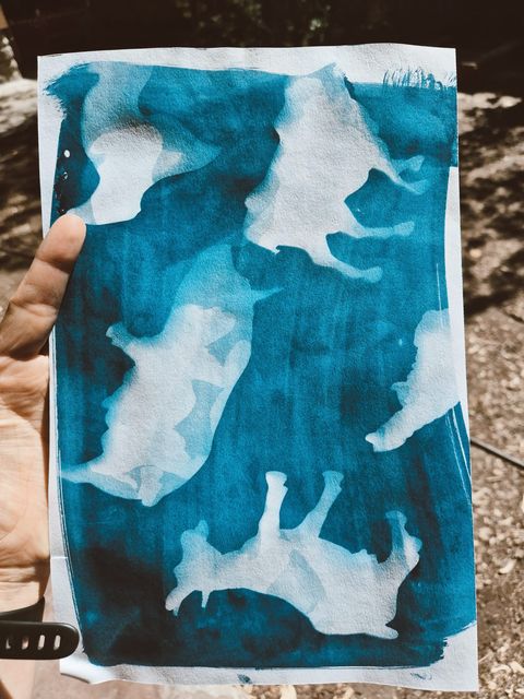 Cyanotype print laid out to dry